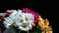 Various ÃÂhrysanthemums flowers on black background. ÃÂ¡opy space